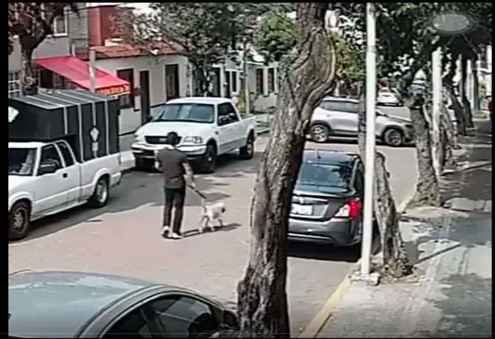 Captan atropello intencional de conductor a joven que paseaba a su perro