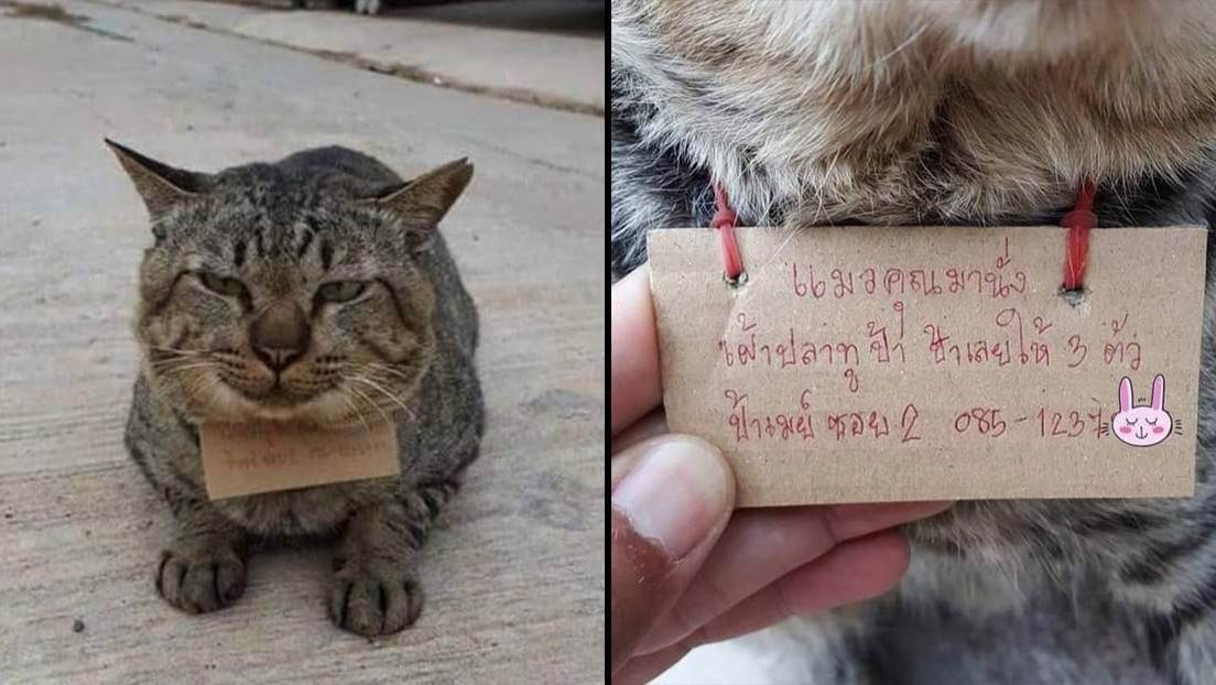 Gato desaparece y regresa 'endeudado' por comer pescado