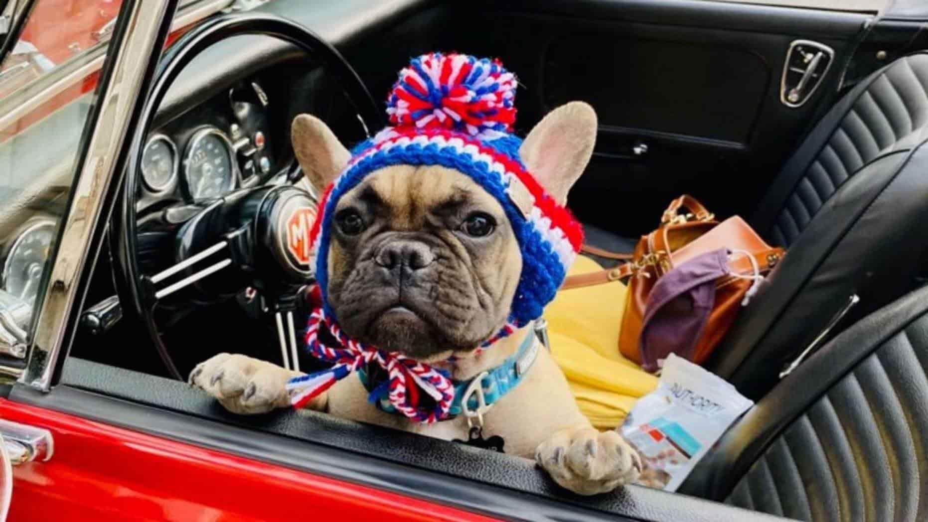 Eligen a bulldog francés como alcalde  en Estados Unidos