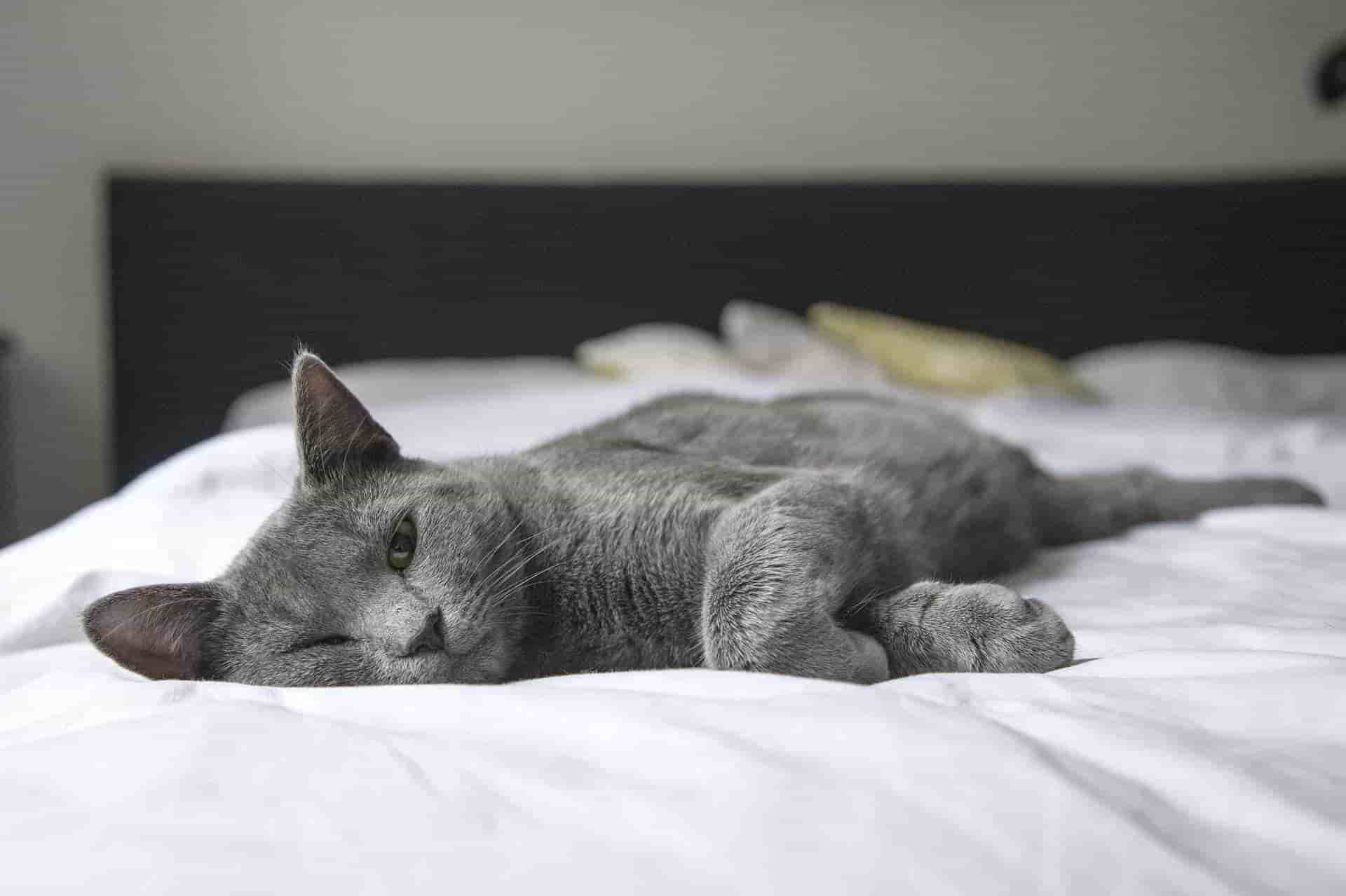 Crean app traductor de maullidos; ¡ahora sabrás los que tu gato te quiere decir!