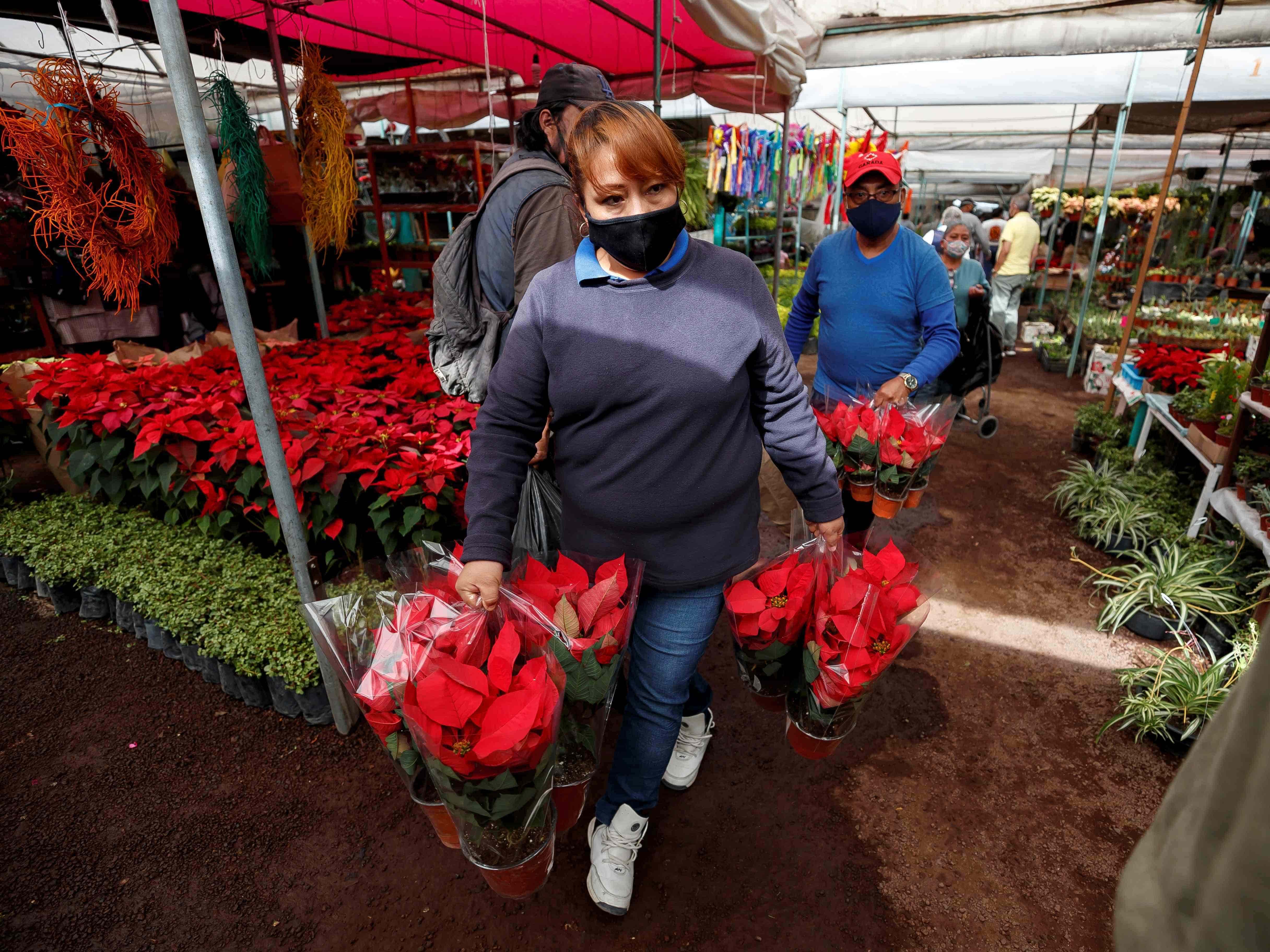 Ventas de nochebuenas no es como agricultores lo esperaban