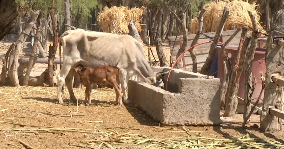 ¡No hay agua ni comida! Ganado se muere en Nuevo León por sequía