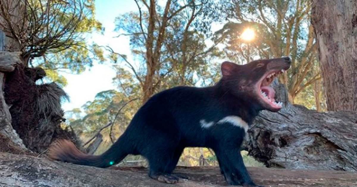 ¡Histórico! Nacen varios demonios de Tasmania en Australia a 3 mil años de su desaparición