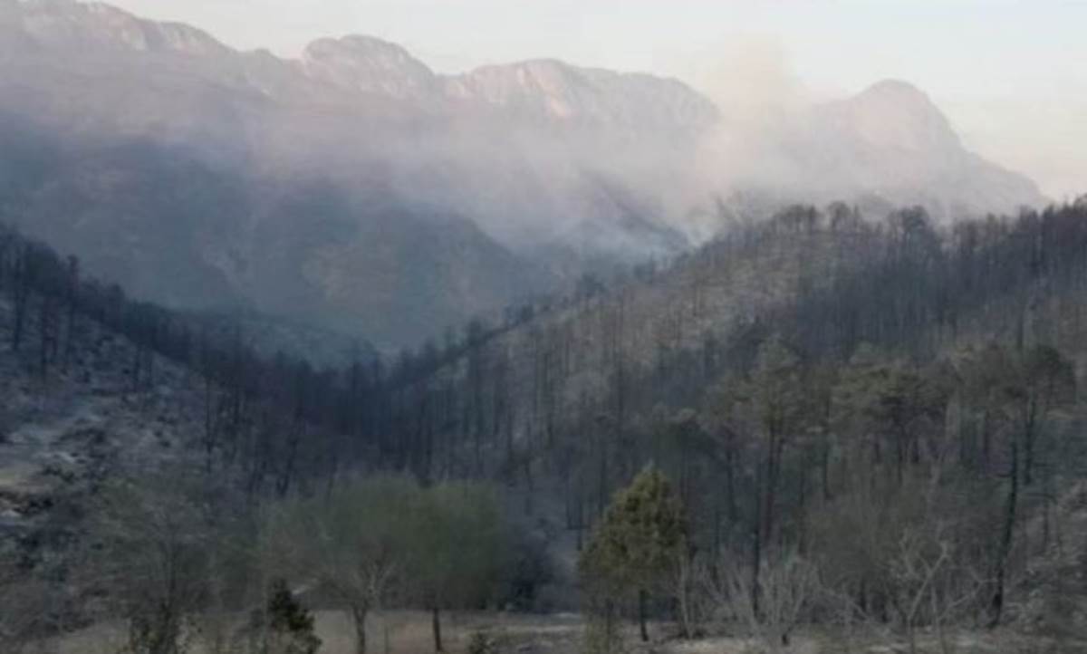 Donan 11 mil árboles a la Sierra de Santiago