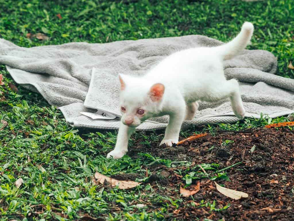 Rescatan cría de puma albino