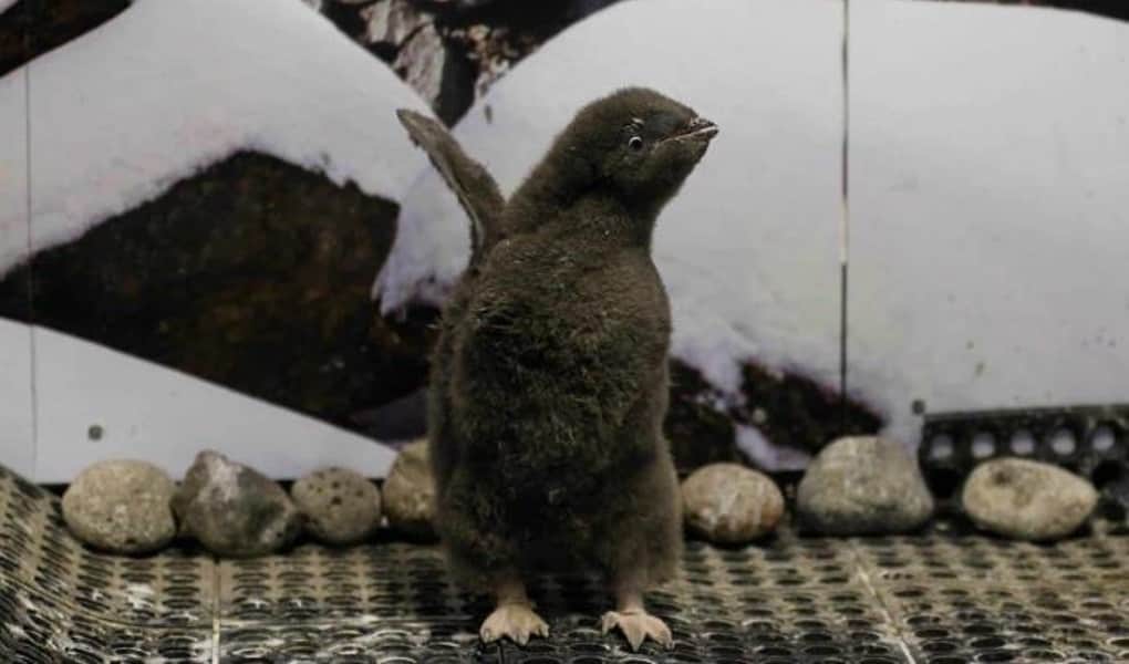 Entrenan a bebé pingüino nacido en zoológico de Guadalajara