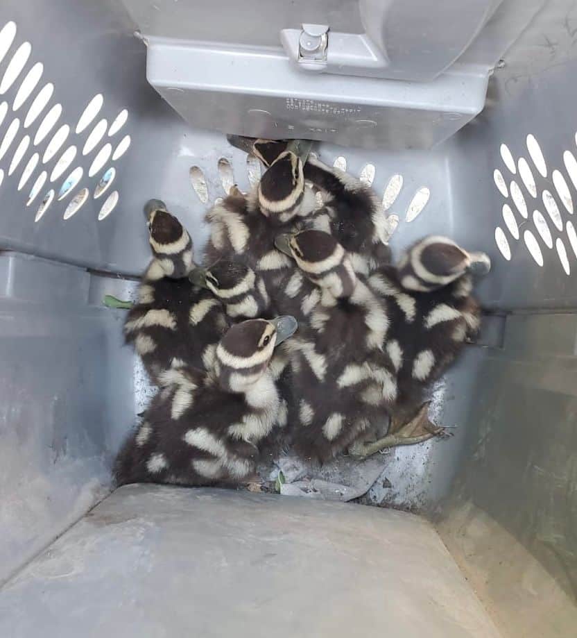 Salvan a ocho patos atrapados en drenaje en Guadalupe