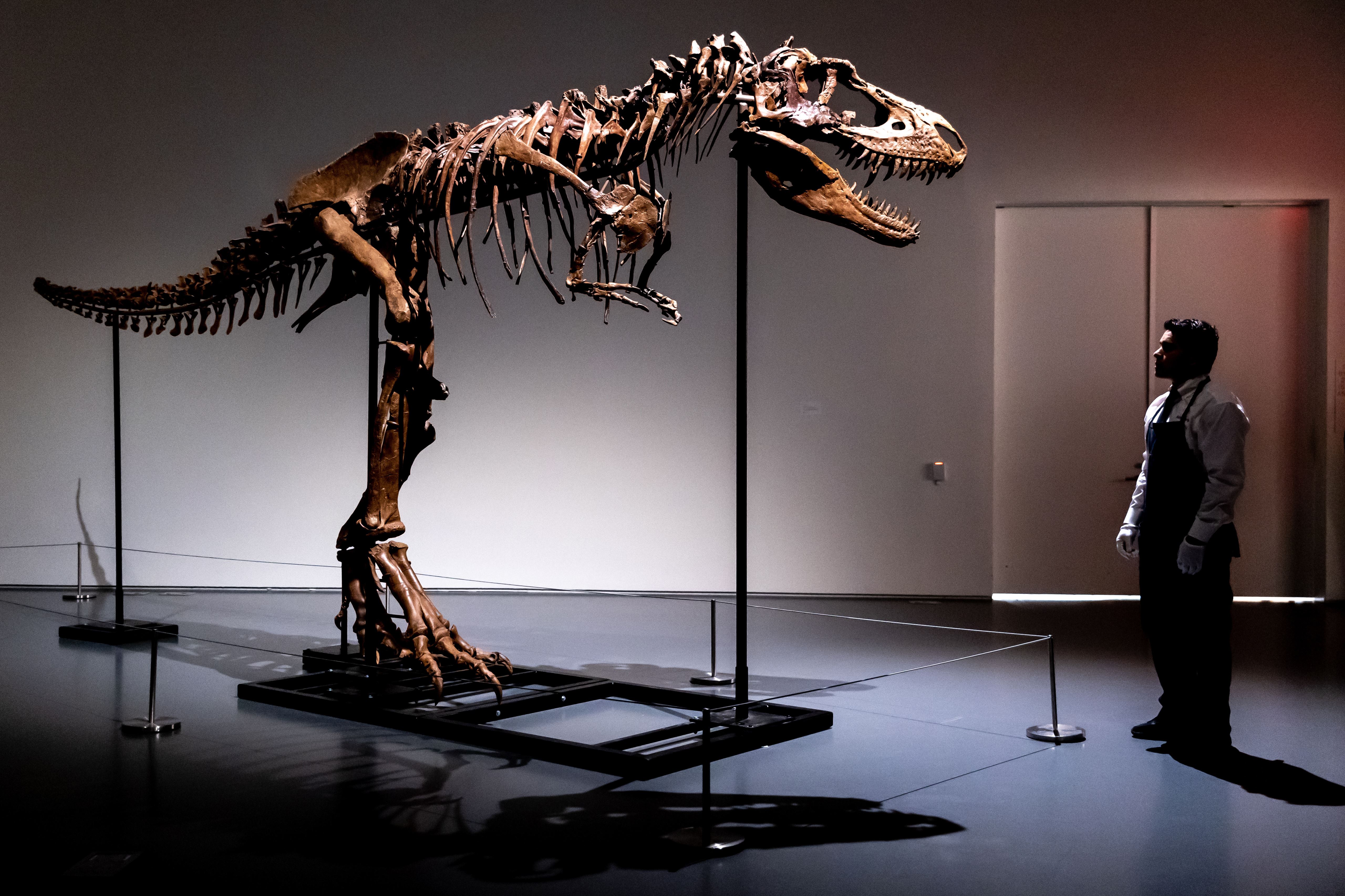 Subastan dinosaurio de hace 76 millones de años