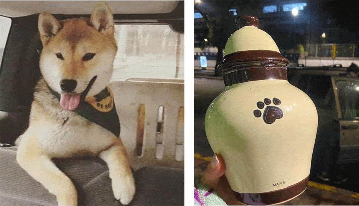 Manda a su perro de campamento; se lo devuelven en cenizas