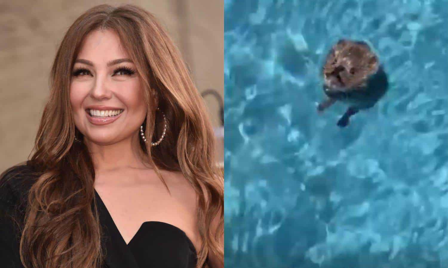 Thalía rescata a pequeño ratón de morir ahogado