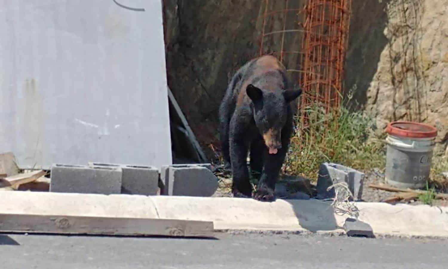 Trabajadores son sorprendidos por oso en Monterrey