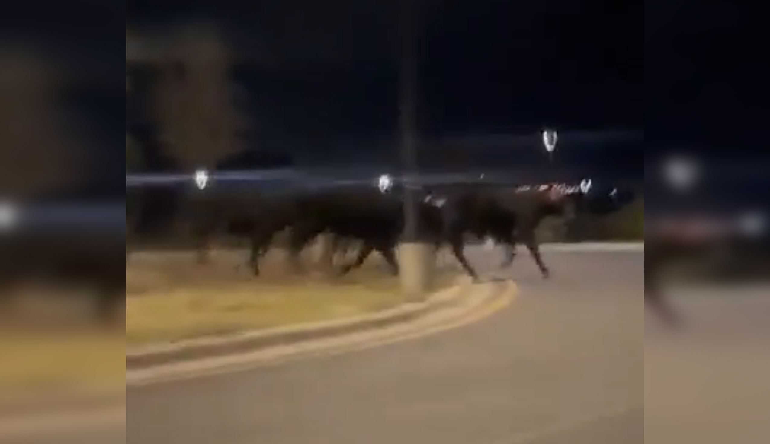 ¡Alerta! Manada de toros anda suelta en García, Nuevo León